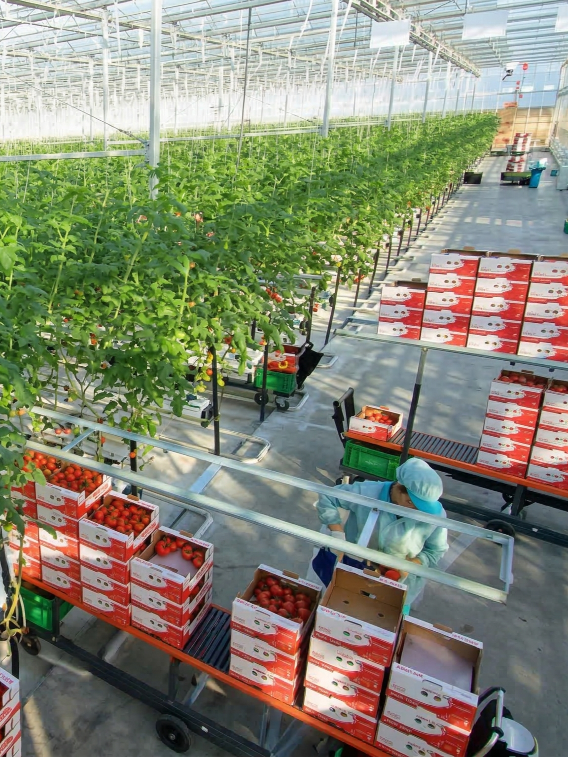 Sultan Sera Üretim 1