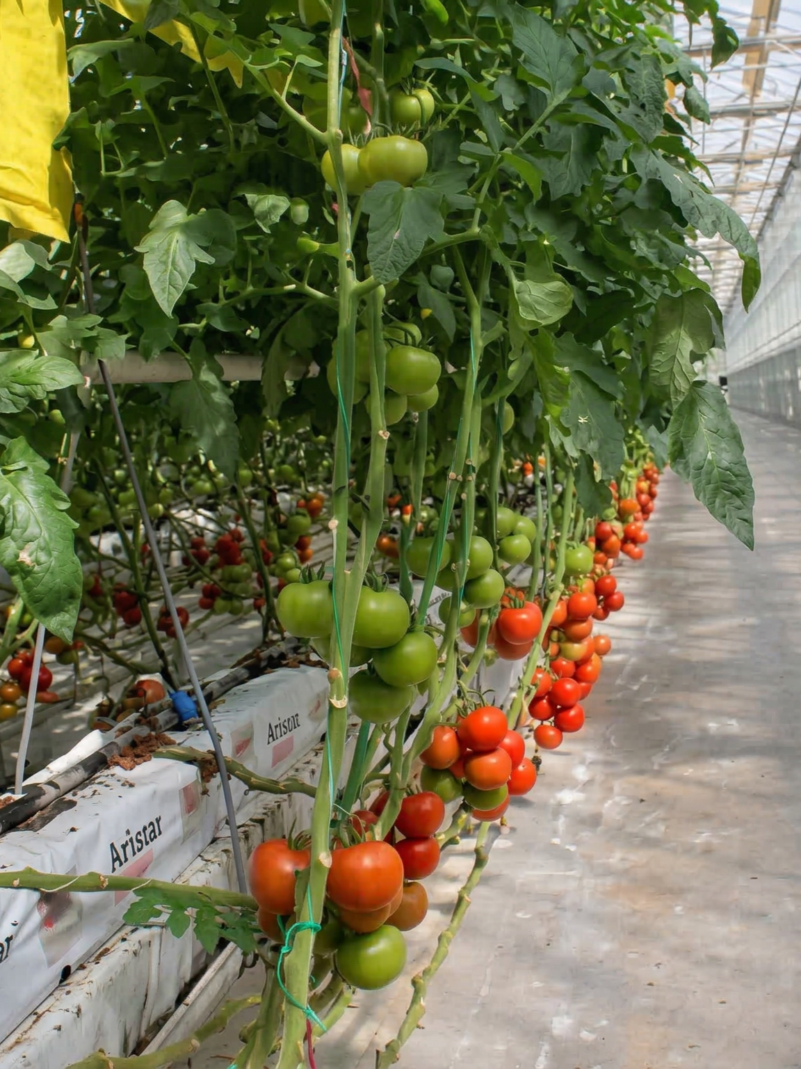 Sultan Sera Üretim 3